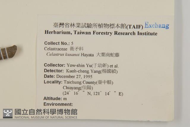 大葉南蛇藤藏品圖，第2張