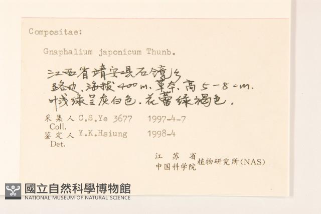 父子草、天青地白藏品圖，第3張