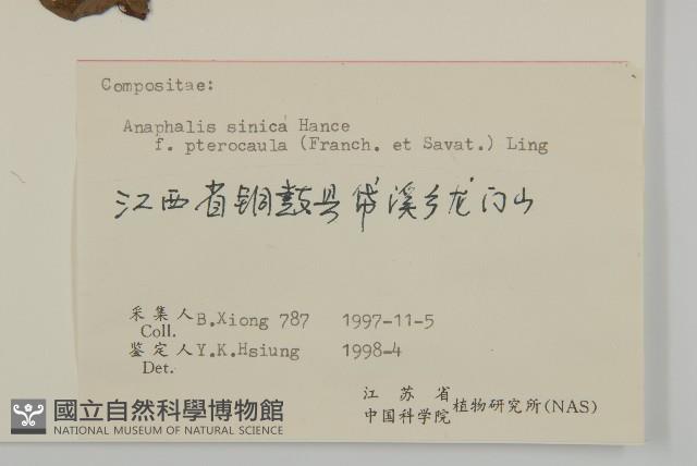 白花香草藏品圖，第3張