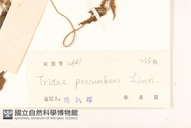 長柄菊藏品圖，第3張