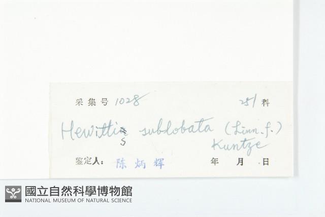 豬菜藤藏品圖，第3張