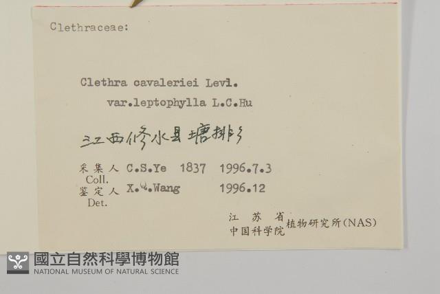 薄葉榿葉樹藏品圖，第3張