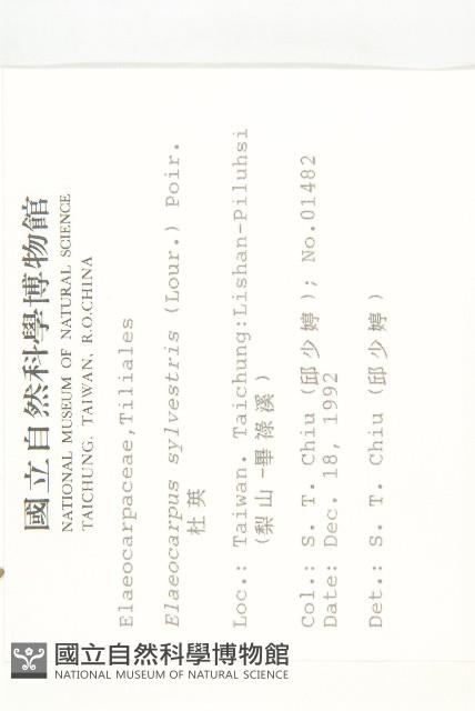 杜英、山杜英、蘭嶼杜英藏品圖，第2張