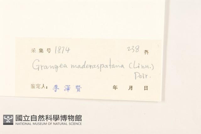 線球菊、田基黃藏品圖，第3張