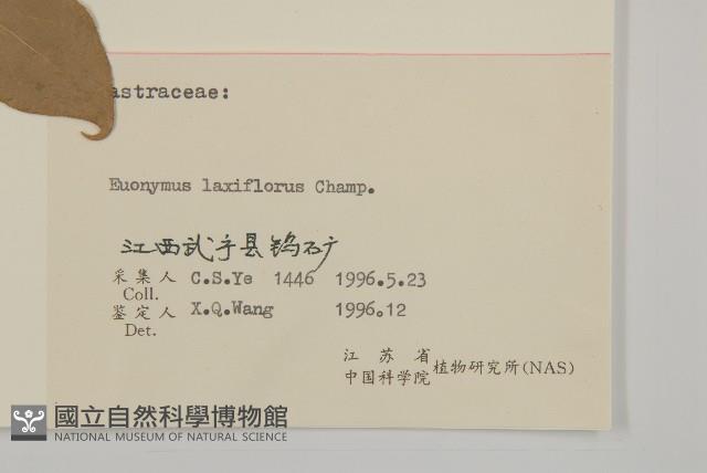 大丁黃藏品圖，第3張