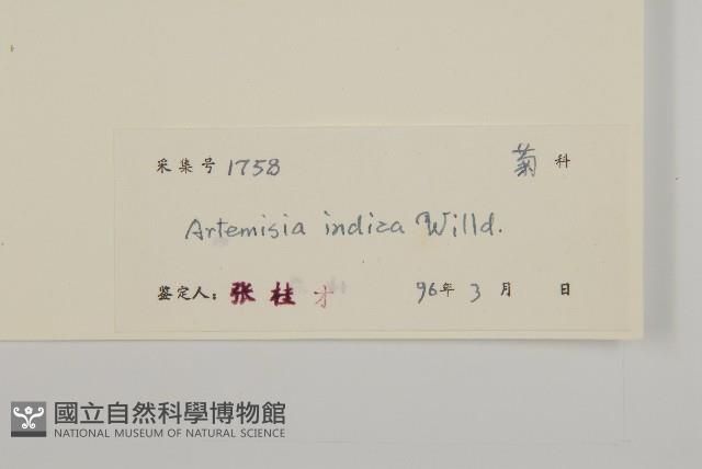 艾、五月艾藏品圖，第3張