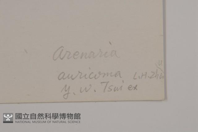 黃毛無心菜藏品圖，第3張