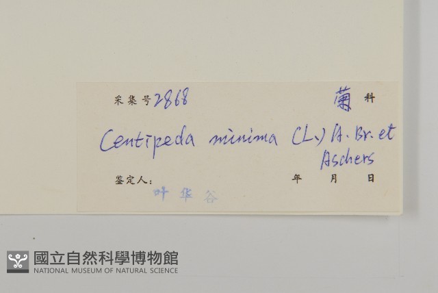 石胡荽、吐金草藏品圖，第3張