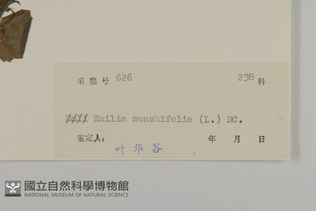 紫背草藏品圖，第3張