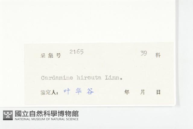 碎米薺藏品圖，第3張