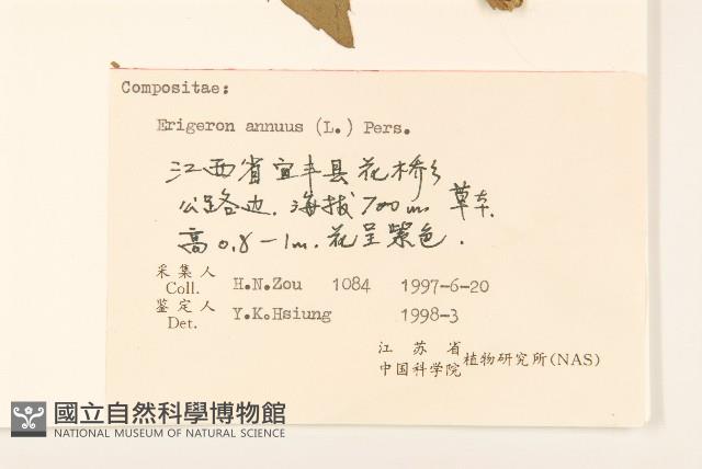 白頂飛蓬藏品圖，第3張