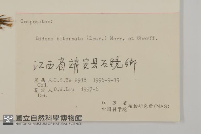 鬼針舅藏品圖，第3張