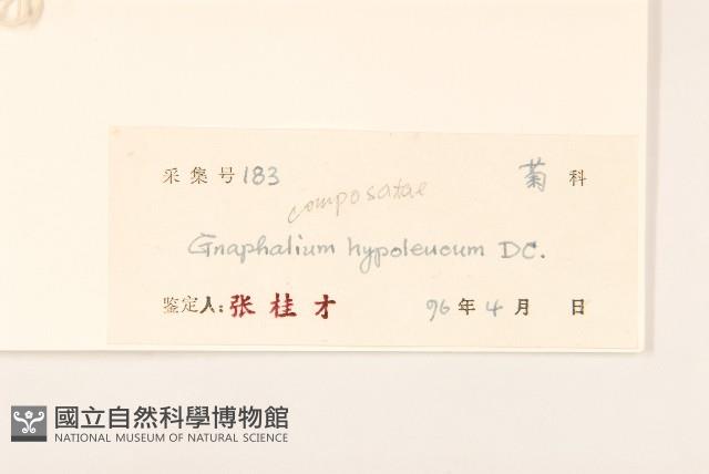 秋鼠麴草藏品圖，第3張