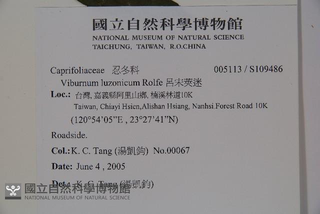 呂宋莢迷藏品圖，第2張