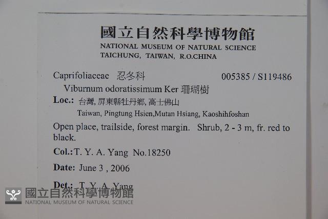 珊瑚樹藏品圖，第2張