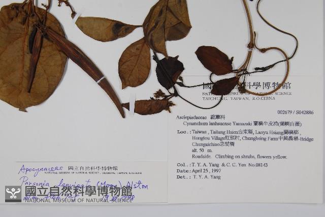 爬森藤藏品圖，第2張