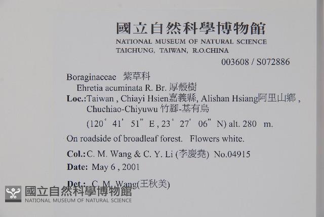 厚殼樹藏品圖，第2張