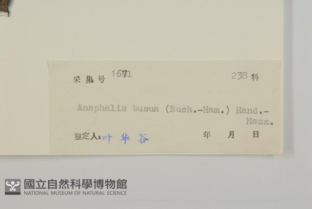 珠毛香青藏品圖，第3張