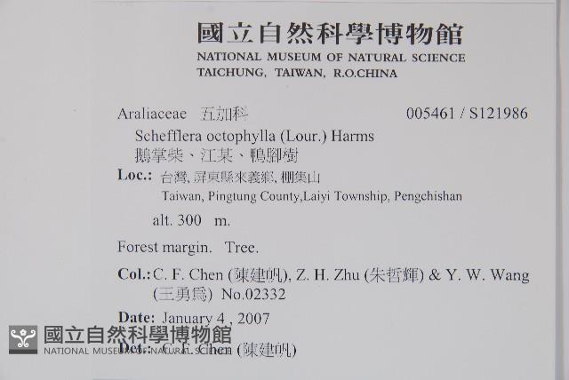 鵝掌柴、江某、鴨腳樹藏品圖，第5張