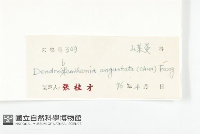 尖葉四照花藏品圖，第3張