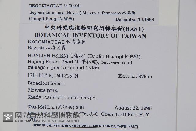 水鴨腳藏品圖，第2張