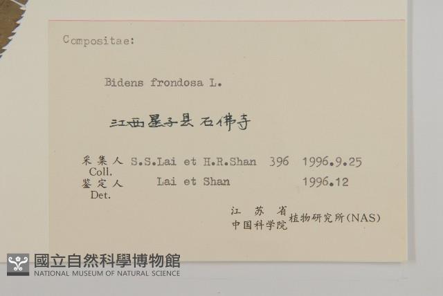 大狼把草藏品圖，第3張