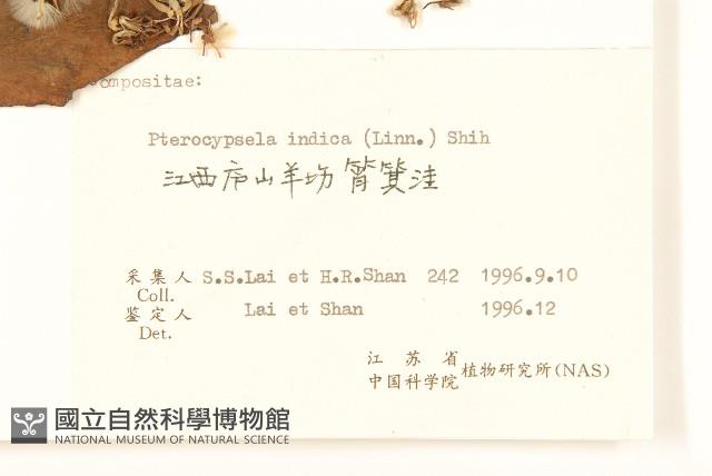 鵝仔草藏品圖，第3張