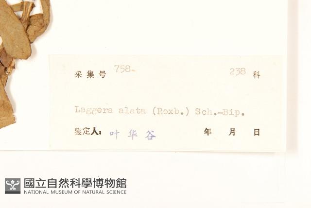 六角草藏品圖，第3張