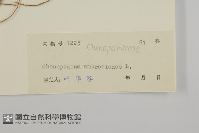 臭杏、土荊芥藏品圖，第3張