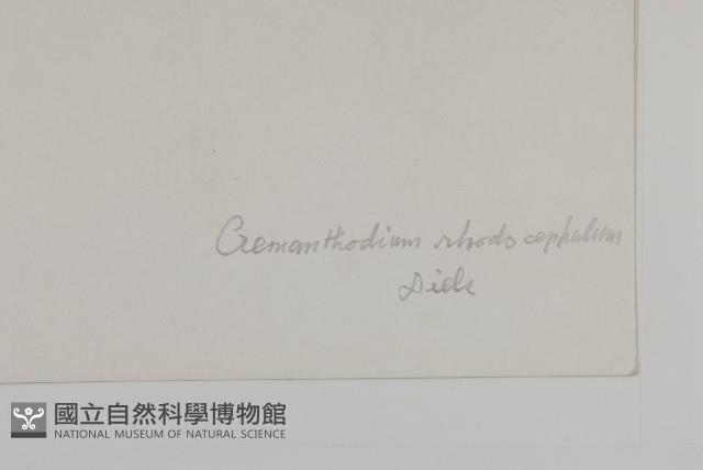 紅頭垂頭菊藏品圖，第3張