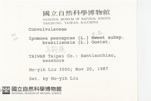 馬鞍藤藏品圖，第2張