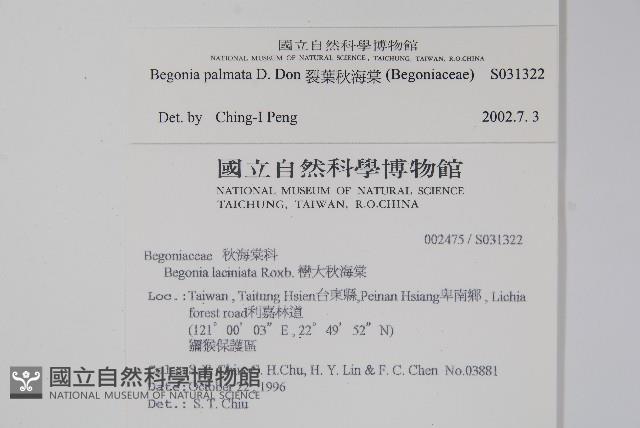 裂葉秋海棠藏品圖，第2張