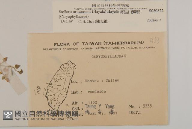 阿里山繁縷藏品圖，第2張