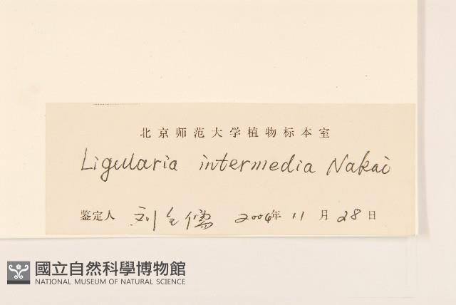 戟葉橐吾藏品圖，第3張