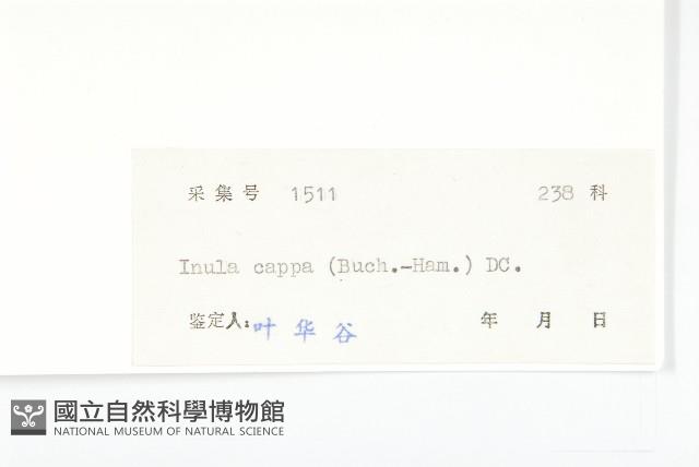 羊耳菊藏品圖，第3張