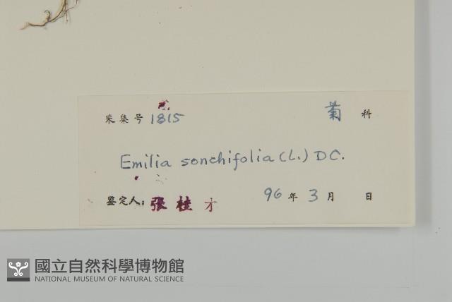 紫背草藏品圖，第3張