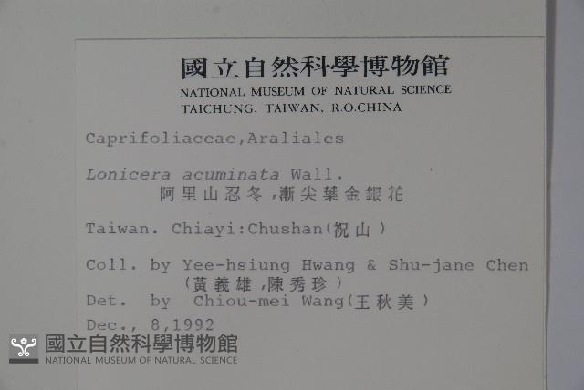 阿里山忍冬、漸尖葉忍冬藏品圖，第2張