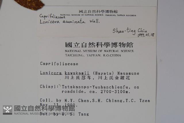 阿里山忍冬、漸尖葉忍冬藏品圖，第2張
