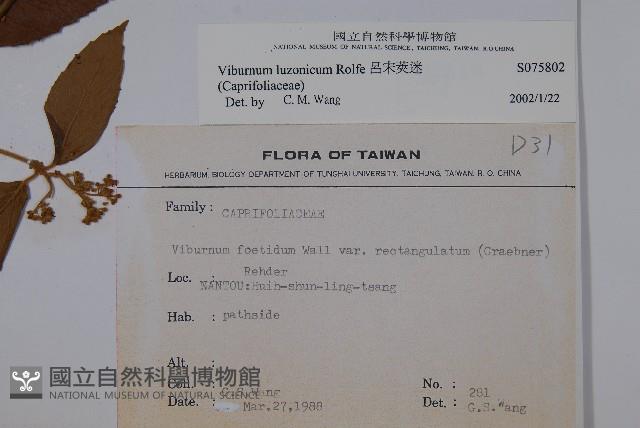 呂宋莢迷藏品圖，第2張