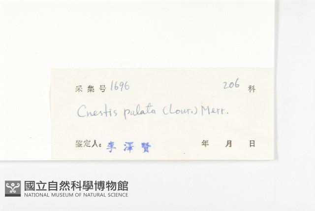 螫毛果藏品圖，第3張