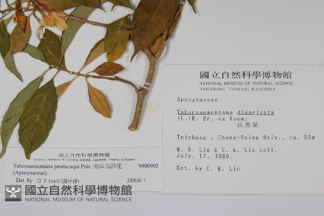 南洋馬蹄花藏品圖，第2張