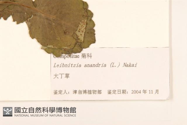 巴氏鐵線蓮藏品圖，第4張