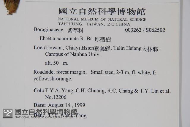 厚殼樹藏品圖，第2張