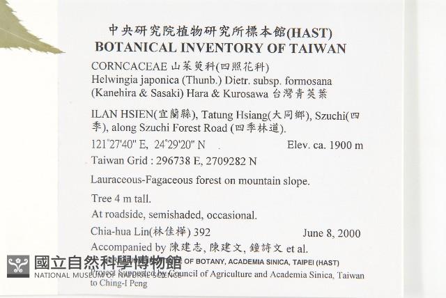 臺灣青莢葉藏品圖，第2張