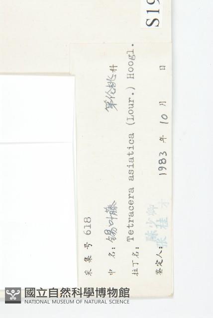 錫葉藤藏品圖，第3張