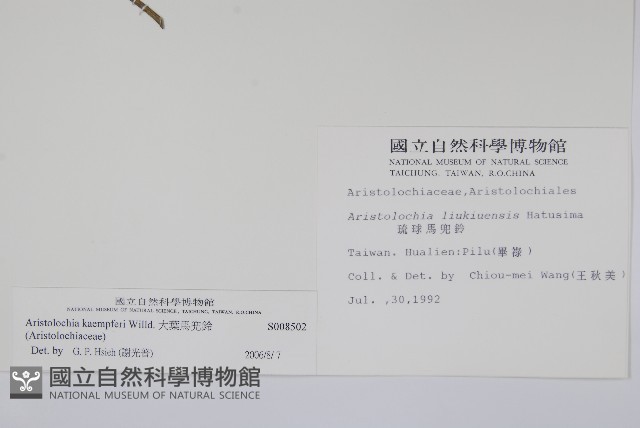 大葉馬兜鈴藏品圖，第2張