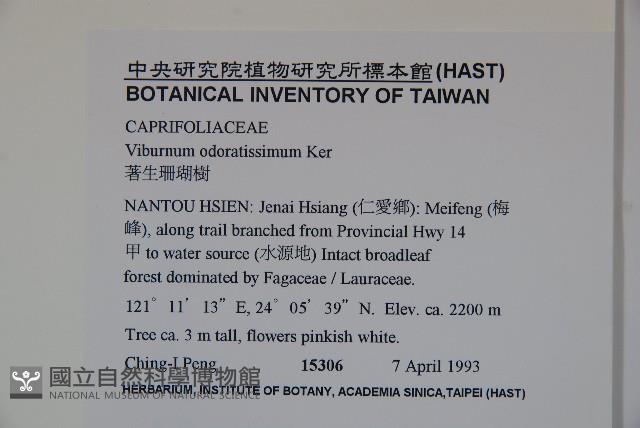 珊瑚樹藏品圖，第2張