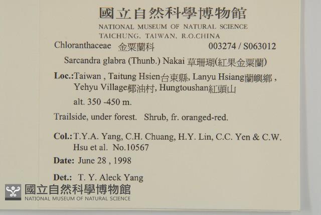 草珊瑚、紅果金粟蘭藏品圖，第2張