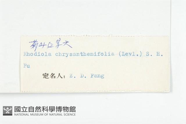 菊葉紅景天藏品圖，第3張