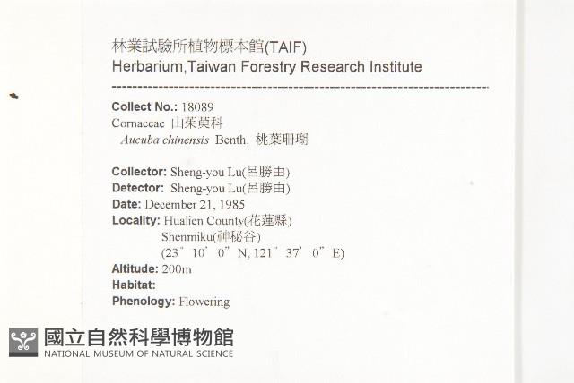 桃葉珊瑚藏品圖，第2張